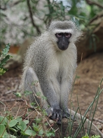 Hluhluwe-Umfolozi Park